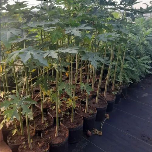 Mudas de Papaia - Jovem e Saudáveis