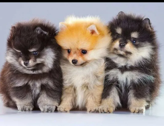 Spitz alemão, Lulu da Pomerânia