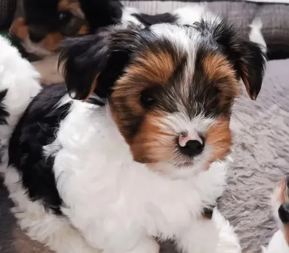 Biewer Yorkshire Terrier com todo suporte e qualidade!