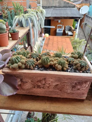 Cactos na jardineira em cimento bem formado 