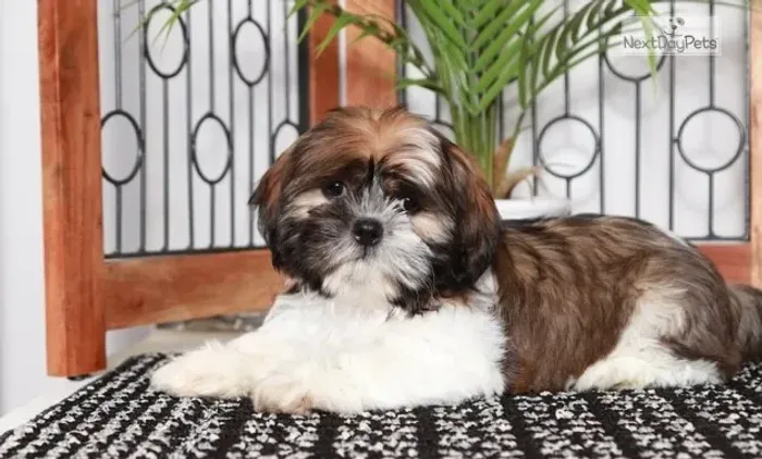 Shih-Tzu Mini Macho Tricolor Com Pedigree e Microchip