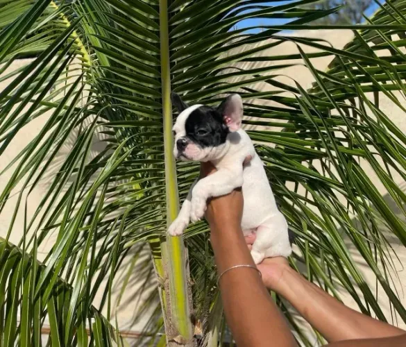 Bulldog Francês todas as cores, garantia total de saúde em contrato