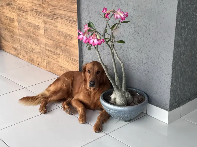 Golden Retriever em busca de Namorado