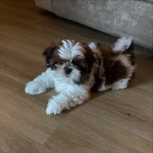 Shih Tzu Carinho e Charme em Quatro Patas