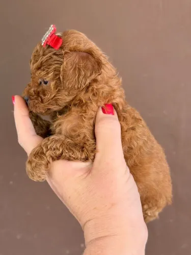 Poodle Toy red filhotes amor puro vem com quatro patas 