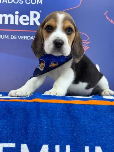 Filhote Beagle tricolor
