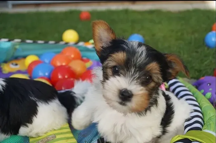 Biewer Terrier Macho Tricolor Pequeno no Tamanho Gigante no Amor