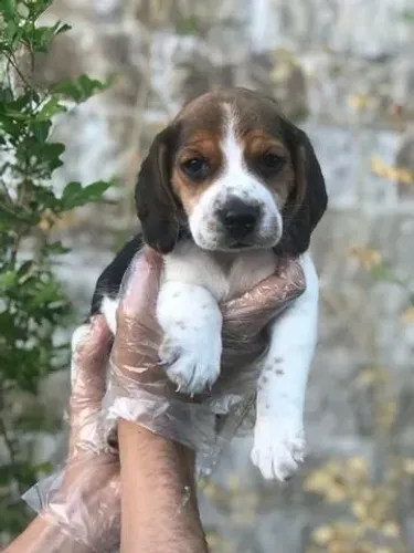 Filhote de Beagle fêmea tricolor com 55 dias vacinado e com pedigree e garantias em contra