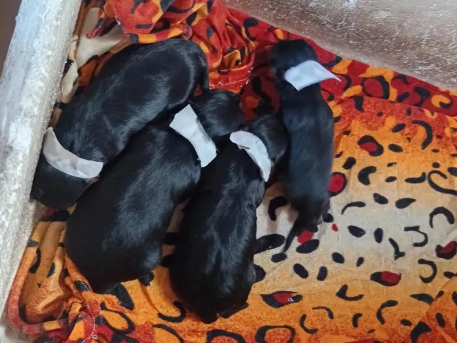 Filhotes fêmeas de YORKSHIRE 