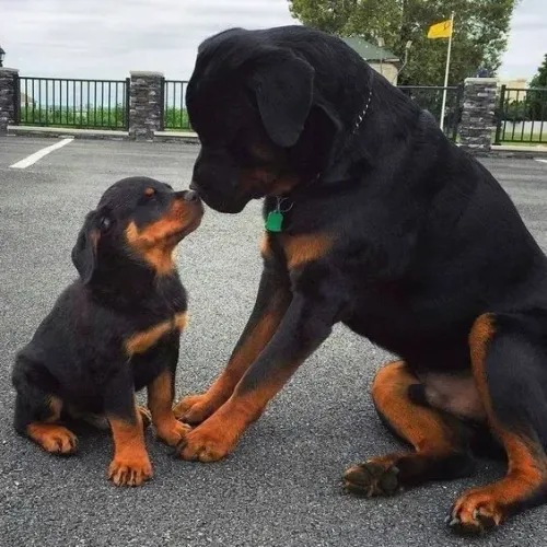 Filhote de Rottweiler com a mesma doçura de uma mãe por um filho 