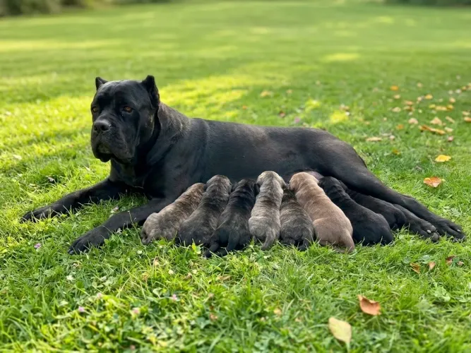 Cane corso filhote