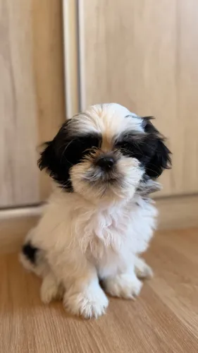 Filhote de Shih-tzu