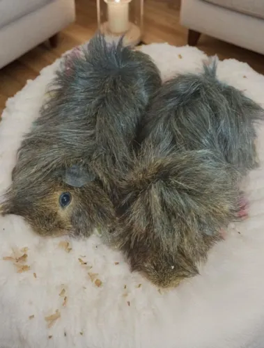 Porquinho da india
