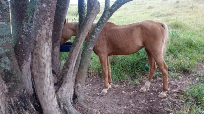 Vendo uma égua quarto de milha 