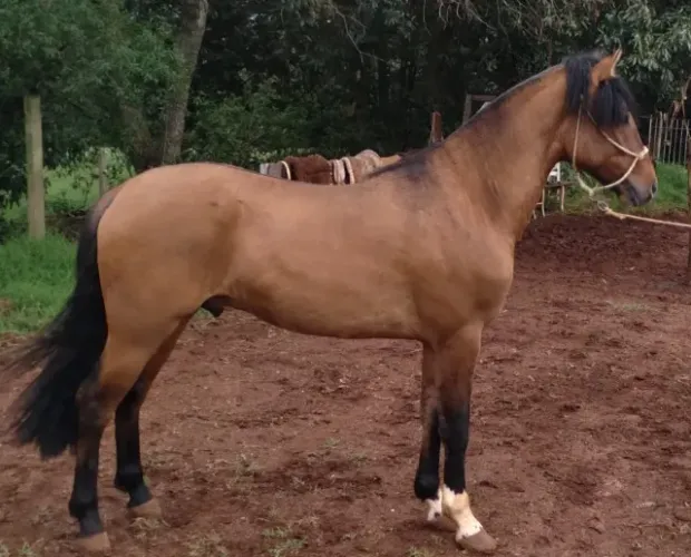 Cavalo crioulo. fotos, videos e registro em anexo