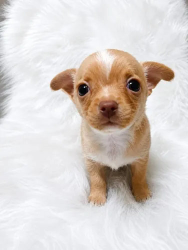 Princesinha Chihuahua disponível!