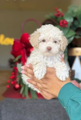 Poodle Micro Toy