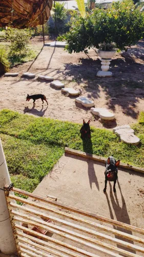 Cachorros da raça pinscher para vender