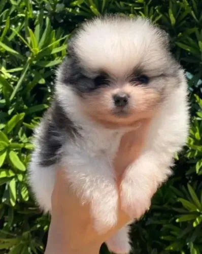 Spitz alemao peludinho e encantador 