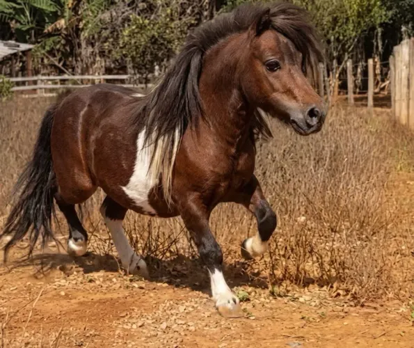 Lindo garanhão Mini horse 