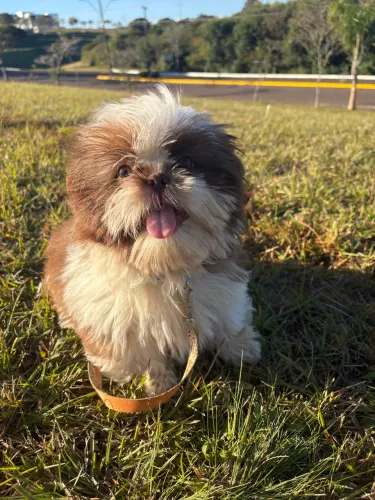 Shihtzu filhote macho