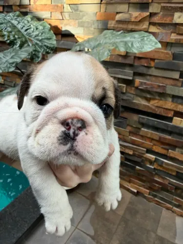 Belíssima Filhotes Bulldog Inglês última Fêmea