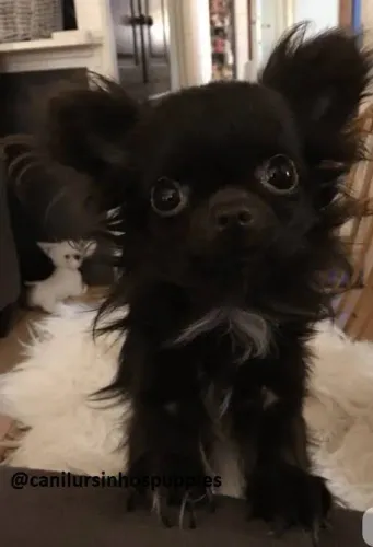 chiuaua femea black disponivel cn ursinhos puppies entrega já