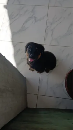 Filhote de rottweiler