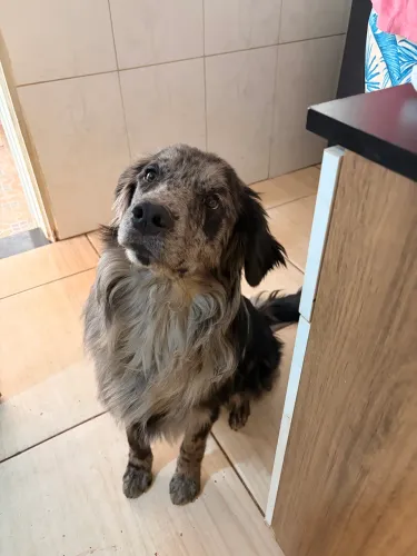 Doação de cachorro