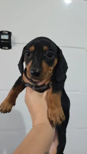 Fêmea dachshund, cofap, teckel, salsichinha, linguicinha 