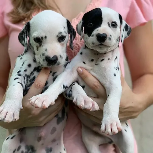 Dalmata - 1001 ,cachorro da neve 