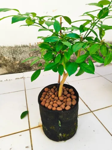 Limão Galego 3 Anos No Vaso 20l - Lindo Porte E Saudável