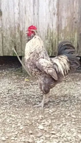 Galo ameraucana puro
