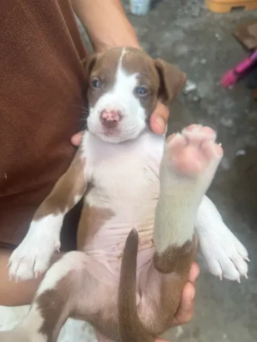 Filhote de pitbull