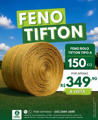Feno Tifton melhor da cidade