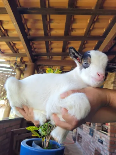 Mini cabras