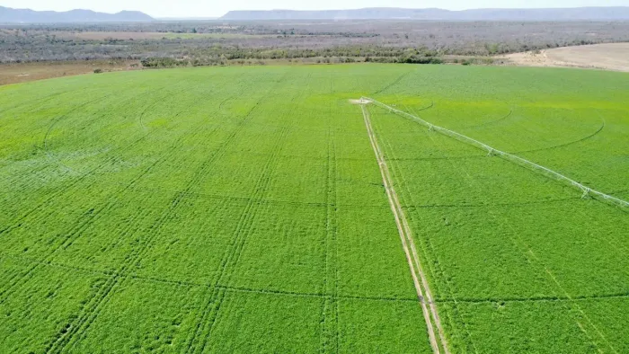 Fazenda Irrigada 186 Alquiere