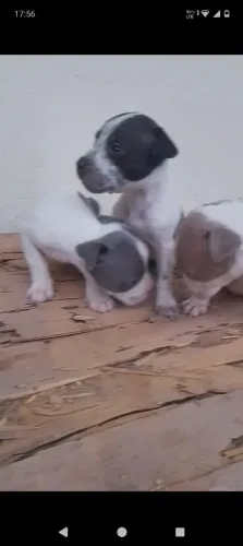 Filhotes de Pitbull 
