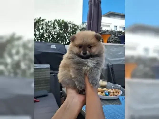Cachorro filhote carinhoso e alegre Spitz Alemão/ Lulu da Pomerânia/ anão/ anãozinho