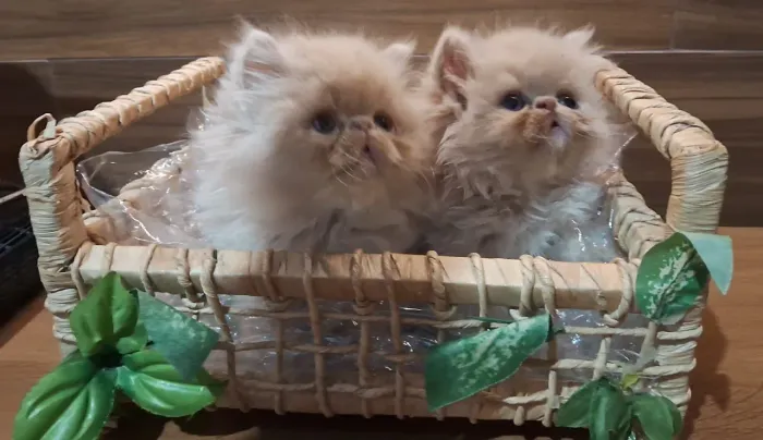 Gatinho persa - Adora um carinho na barriga.