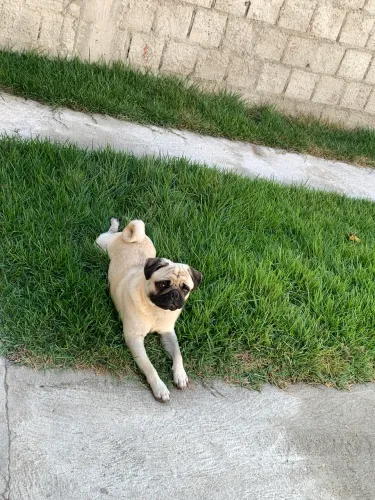 Procuro pug fêmea para cruzar