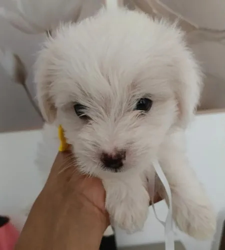 Lindo filhote de poodle toy apenas Macho