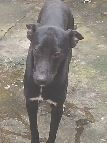 Dou cachorro 