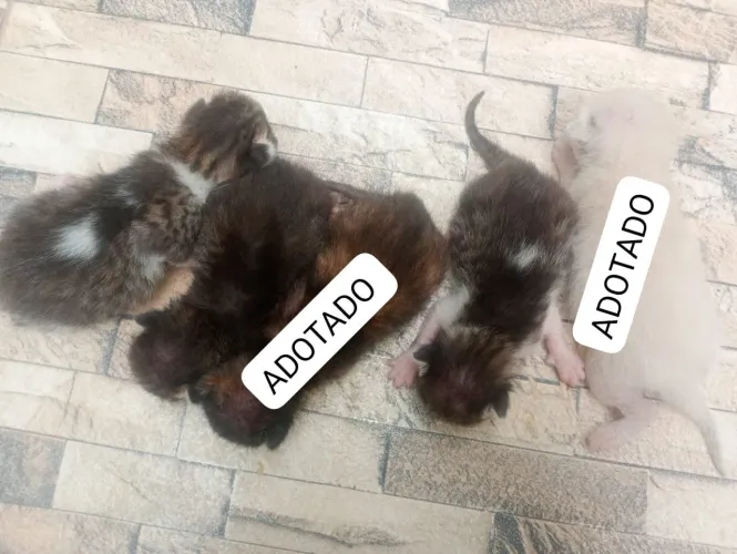 Doação de filhotes da gatos