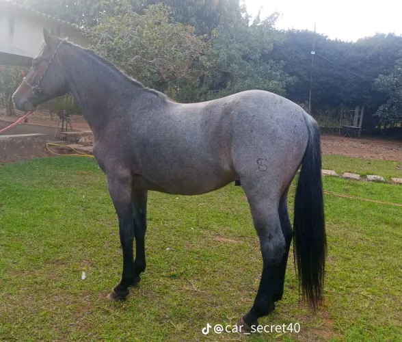 Cavalo quarto de milha registrado