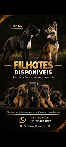 Filhotes para guarda territorial 