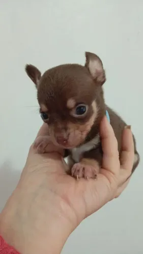 Chihuahua fêmea Mine