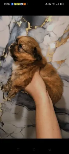 Shihtzu micro macho linhagem chocolate