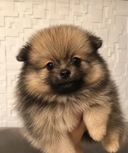 Filhote Spitz Alemão (Lulu)