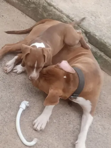 Filhote de Pitbull